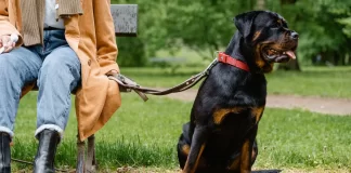082-jak-zmierzyc-i-dopasowac-obroze-dla-psa-rasy-duzej.webp